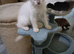 Ready now Rare active fawn point boy