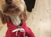 Cockapoo female