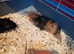 Two baby boars looking for a forever home