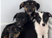 Classic "Old School" Lurcher Puppies - Loving Family Companions