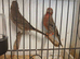 Opal Mexican house finches for sale.