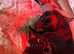 Rottweiler puppies