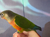 Hand reared tame yellowsided gcc (12)