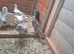 Cock birds for sale