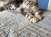 Maine Conn kittens &zwj;