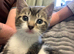 2 male kittens
