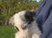 Beautiful border collie pups for sale