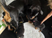 Rottweiler puppies