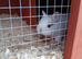 Beautiful baby bunnies