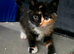 Beautiful kittens
