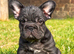 Beautiful frenchie pups