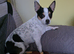 Chorkie/Jacawawa