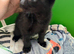 Kitten