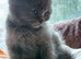 BSH x Persian LAST GIRL!!