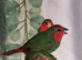 I have 4 spare cock redfaced parrot finch for sale.