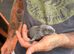 4 Continental giant x babies - waitlist open
