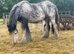 13h first pony,