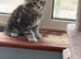 Excel Maine Coon kitten for sale