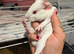 Two baby boy guinea pigs