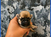 Gorgeous imperial Shih Tzu
