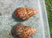 Giant african land snails for sale