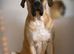 Boerboel Mastiff