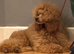 Toy Poodle Stud Dog