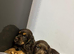 Cocker spaniel puppies