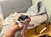 Pug Puppies due 9th September