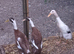 3 runner duck females