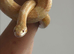 Two beautiful corn snakes for sale