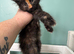 5 Maine coon babies