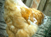 Handsome Lemon Pyle Brahma roosters