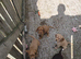 Cocker Spaniel puppies