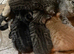 2 stunning Bengal kittens ready now