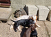 Cocker pup Molly still available