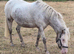 8 year old mare apoloosa
