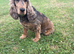 4 year old Sable KC registered cocker spaniel