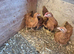 SOLD New Hampshire Red Bantams 1 male 3 Females