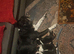 Border collie pups