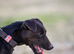 Patterdale for stud