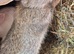 New Zealand bunny's