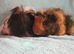 Pedigree guinea pig boys price for the pair