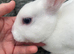 Pure bred mini rex