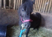 Reg. Miniature Shetland mare, 5yrs,