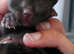Domestic short hair kittens
