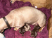 Beautiful miniature dachshund pups