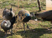 Peafowl for sale