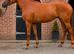 Layla gorgeous 16hh 5 yr old mare