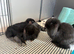 Lovely soft fluffy friendly mini lops